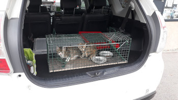 Katzen im Taxi